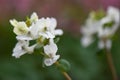 Hollow root Corydalis malkensis, close-up of white flowers Royalty Free Stock Photo